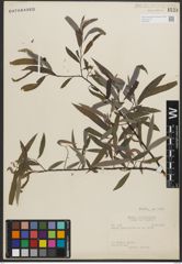 Foto von Salix petiolaris Sm.